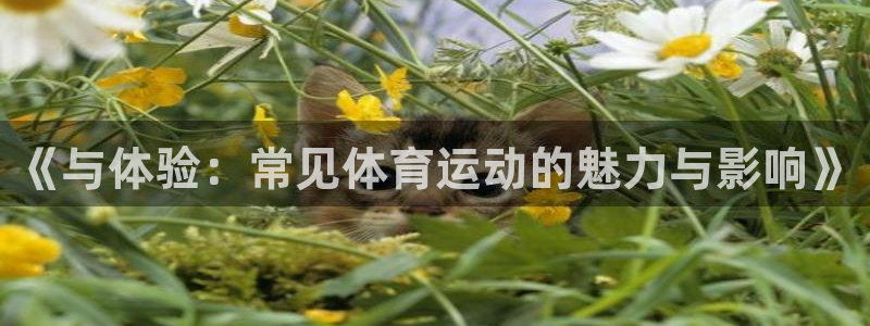 意昂4零能源集团：《与体验：常见体育运动的魅力与影响》